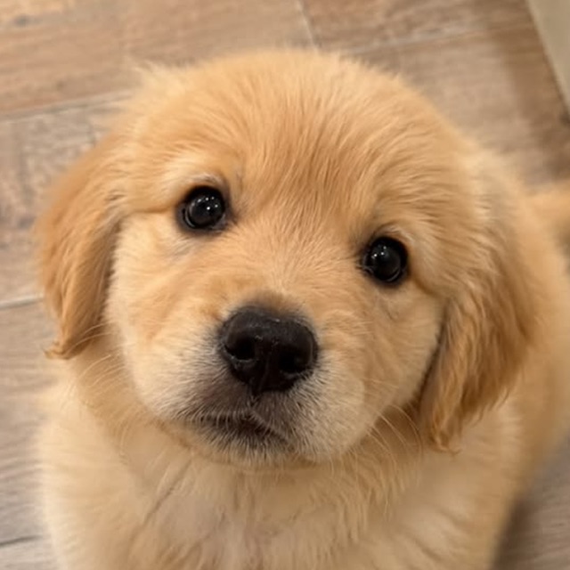 A golden retriever puppy
